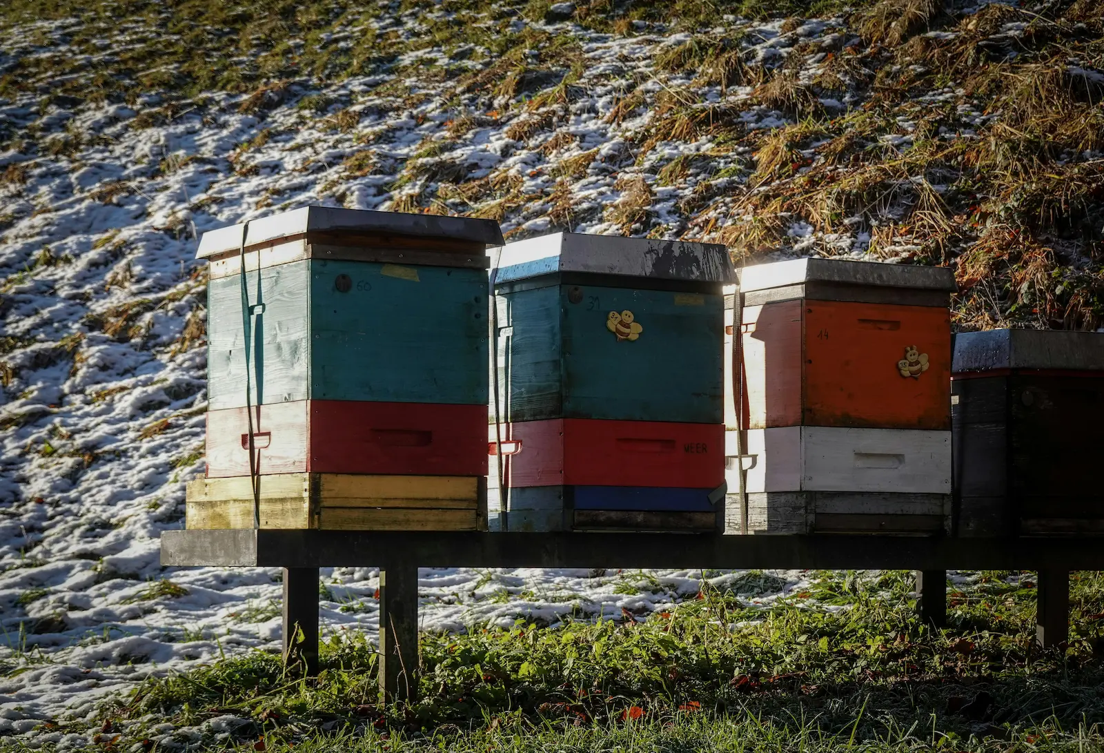 Row of winter beehives representing stress and viral disease pressure