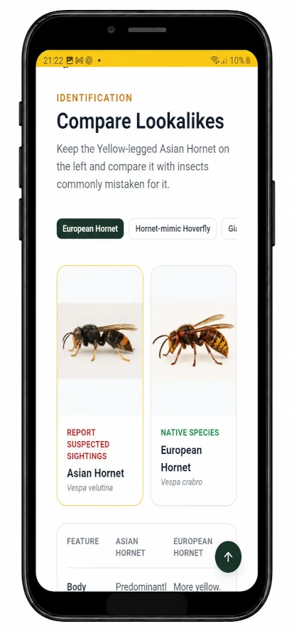 HiveTag Asian Hornet identification screen comparing an Asian Hornet with a European Hornet