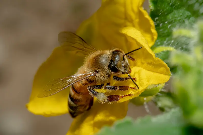 Honeybee foraging on a flower in the UK – nectar and pollen support pollinators and biodiversity