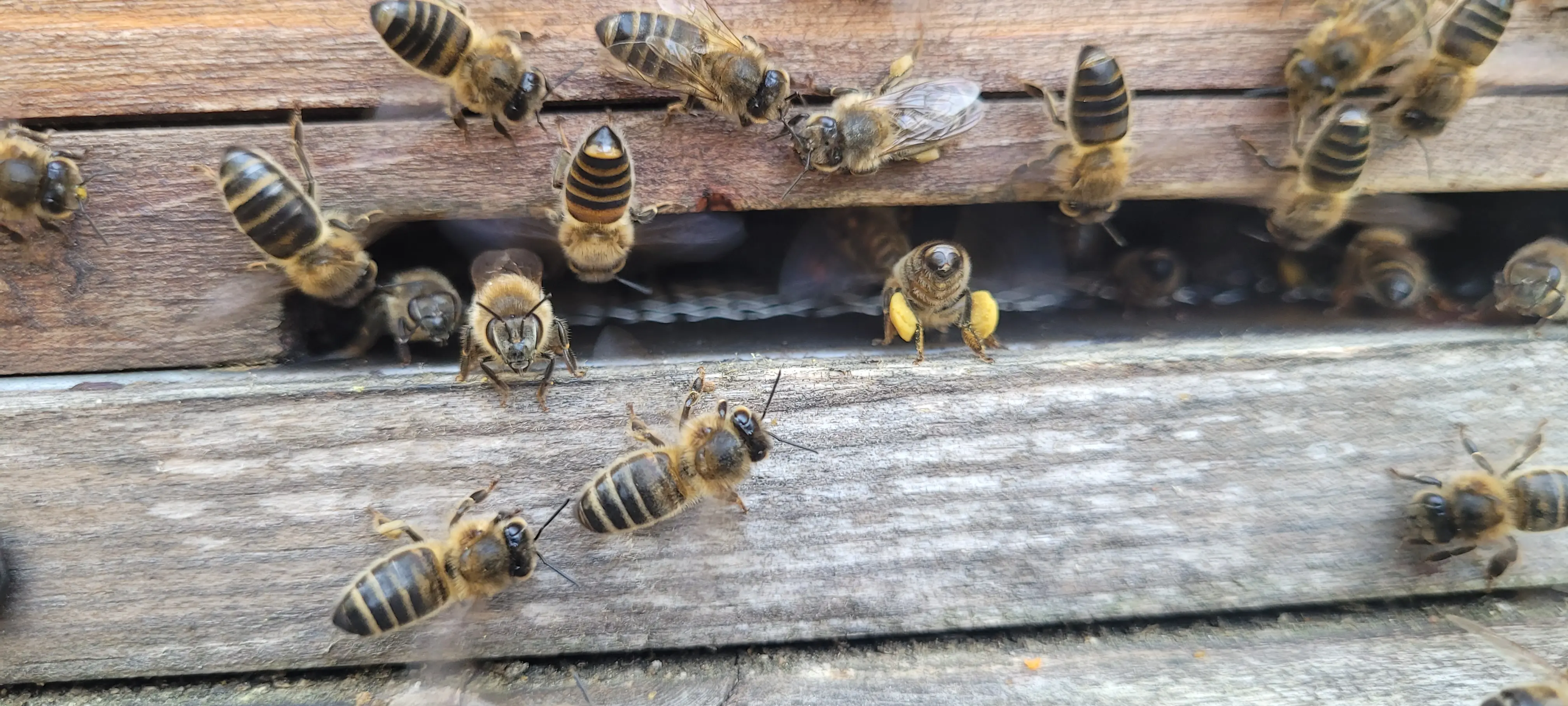 Honey bee scent fanning at the hive entrance with wings moving rapidly