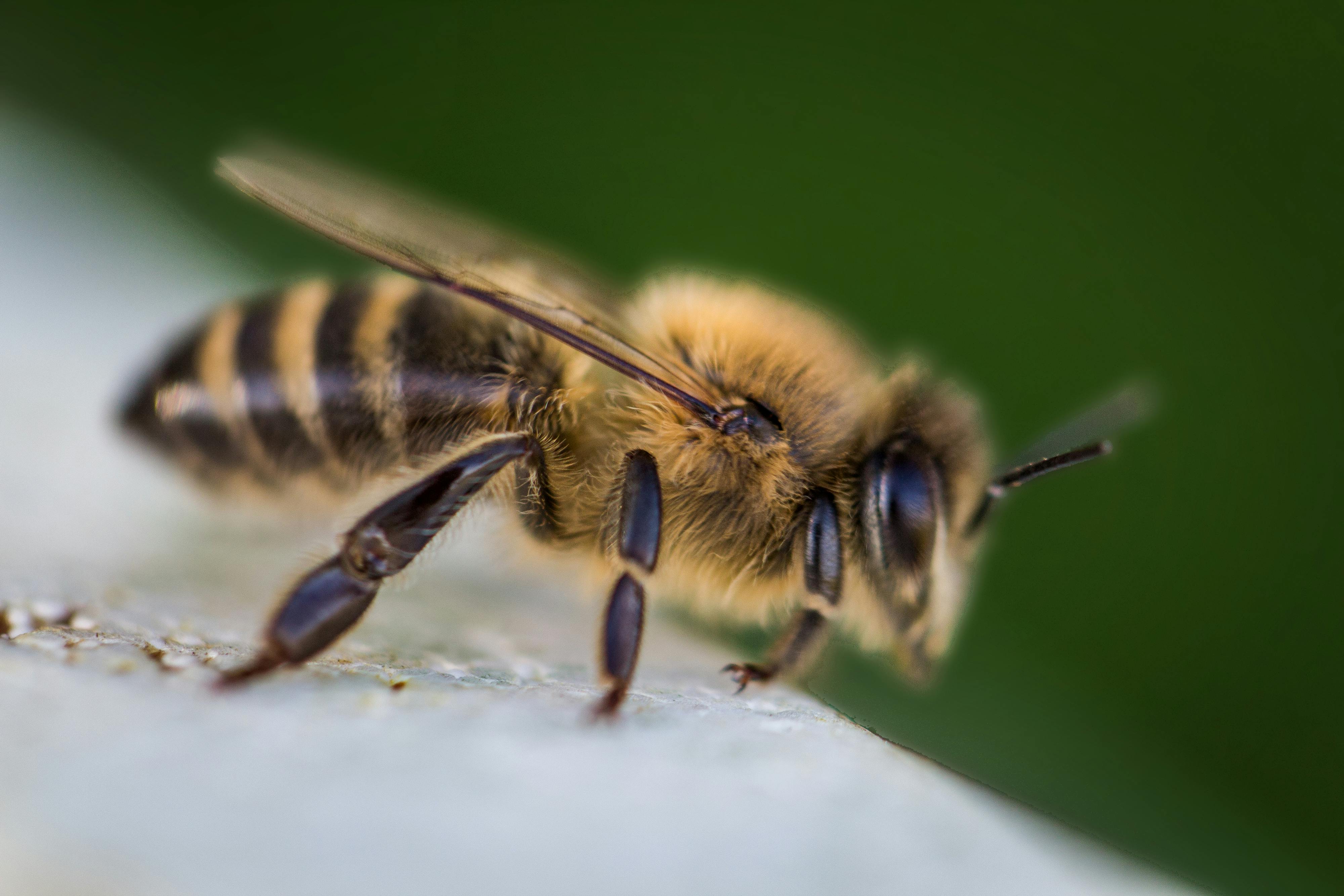 Picture of a Honeybee