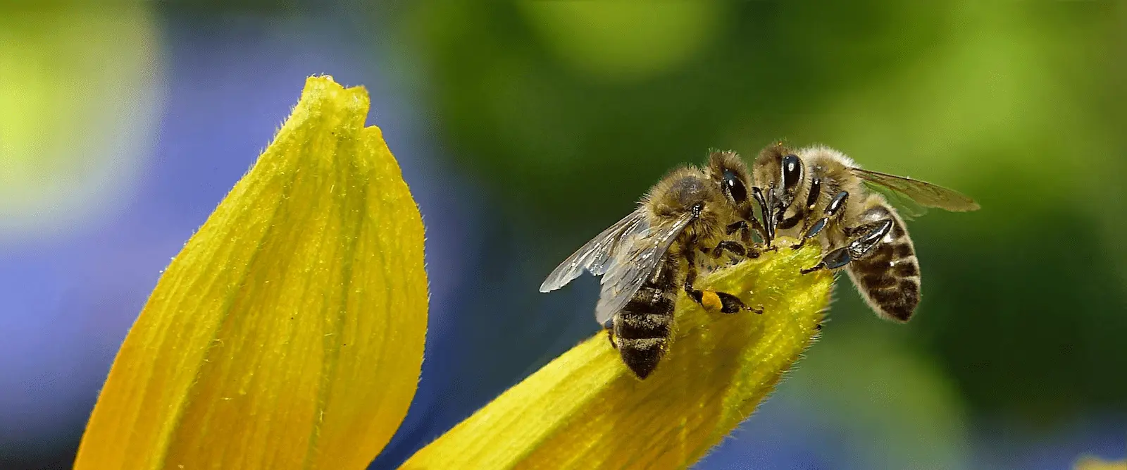 Two honeybees feeding on a flower