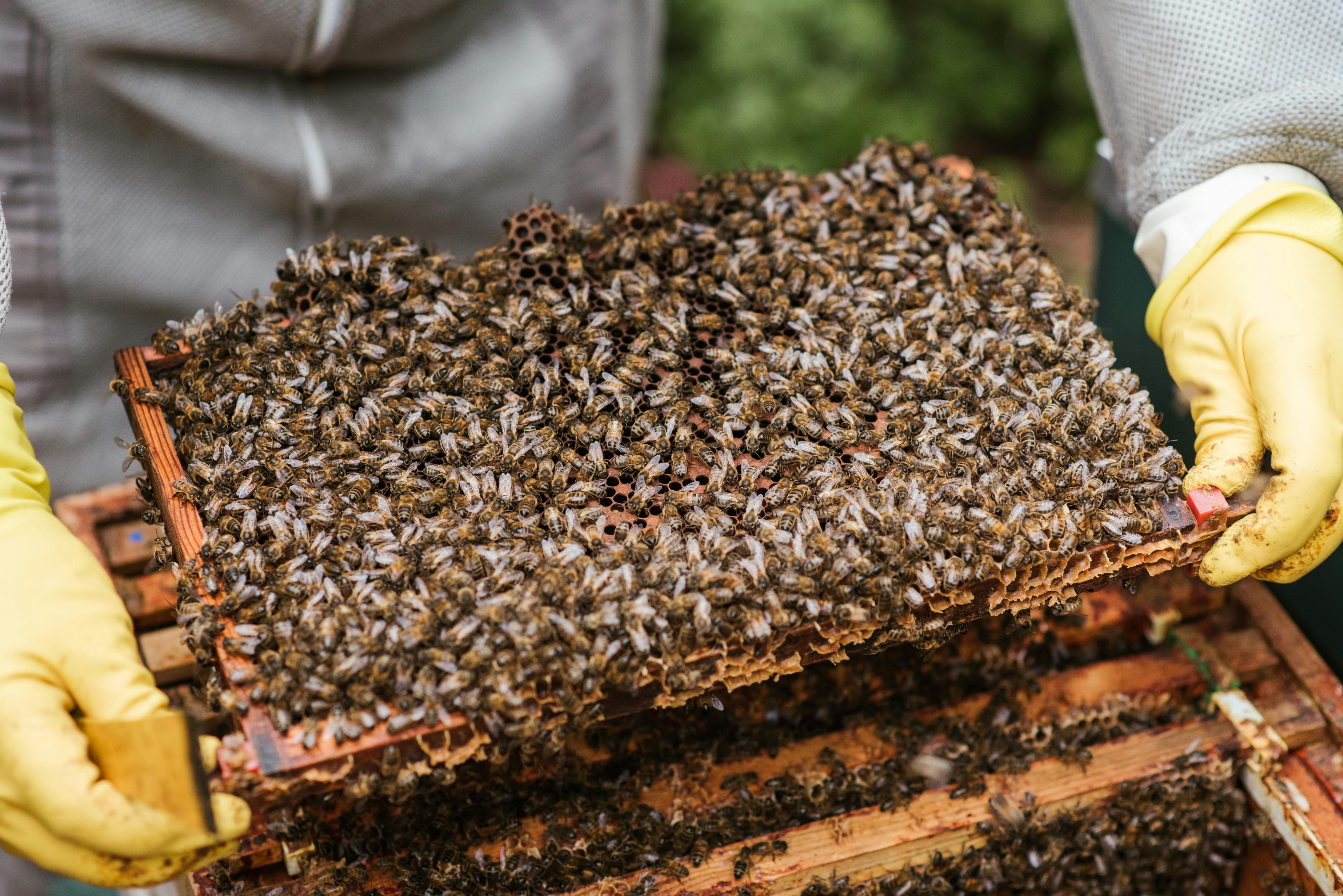 Beekeeper Showing Bees on a Brood Frame