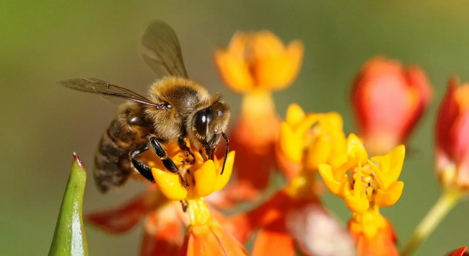 Honeybee foraging on an orange flower in spring