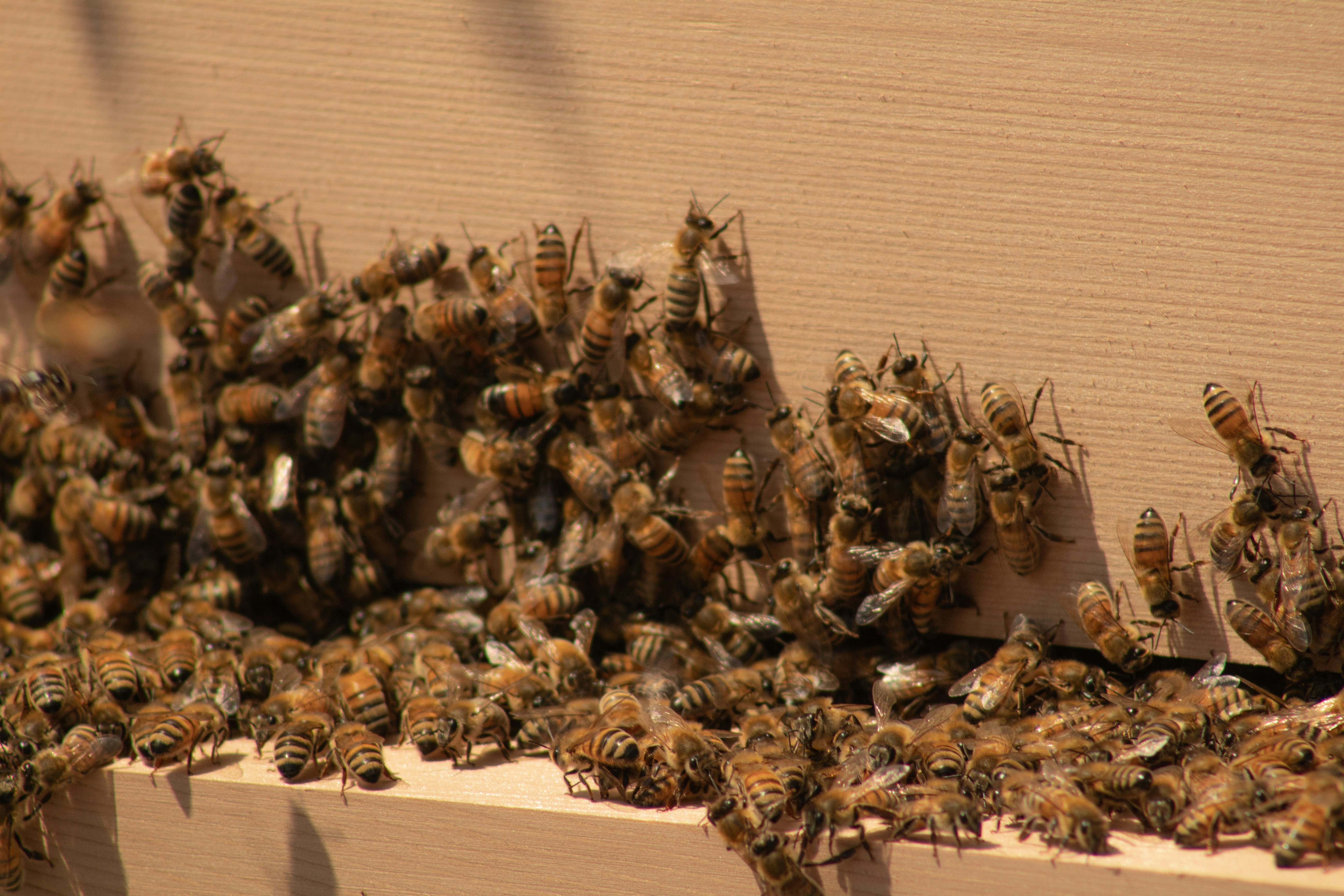 Beekeeping banner showing hive in winter