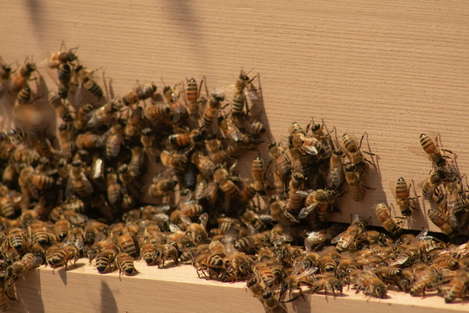 Honey bees landing on a hive entrance after foraging for pollen and nectar