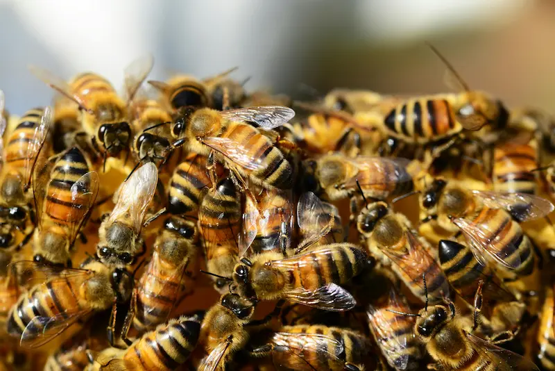 Honeybees foraging for nectar and pollen, transferring pollen between flowers in the UK