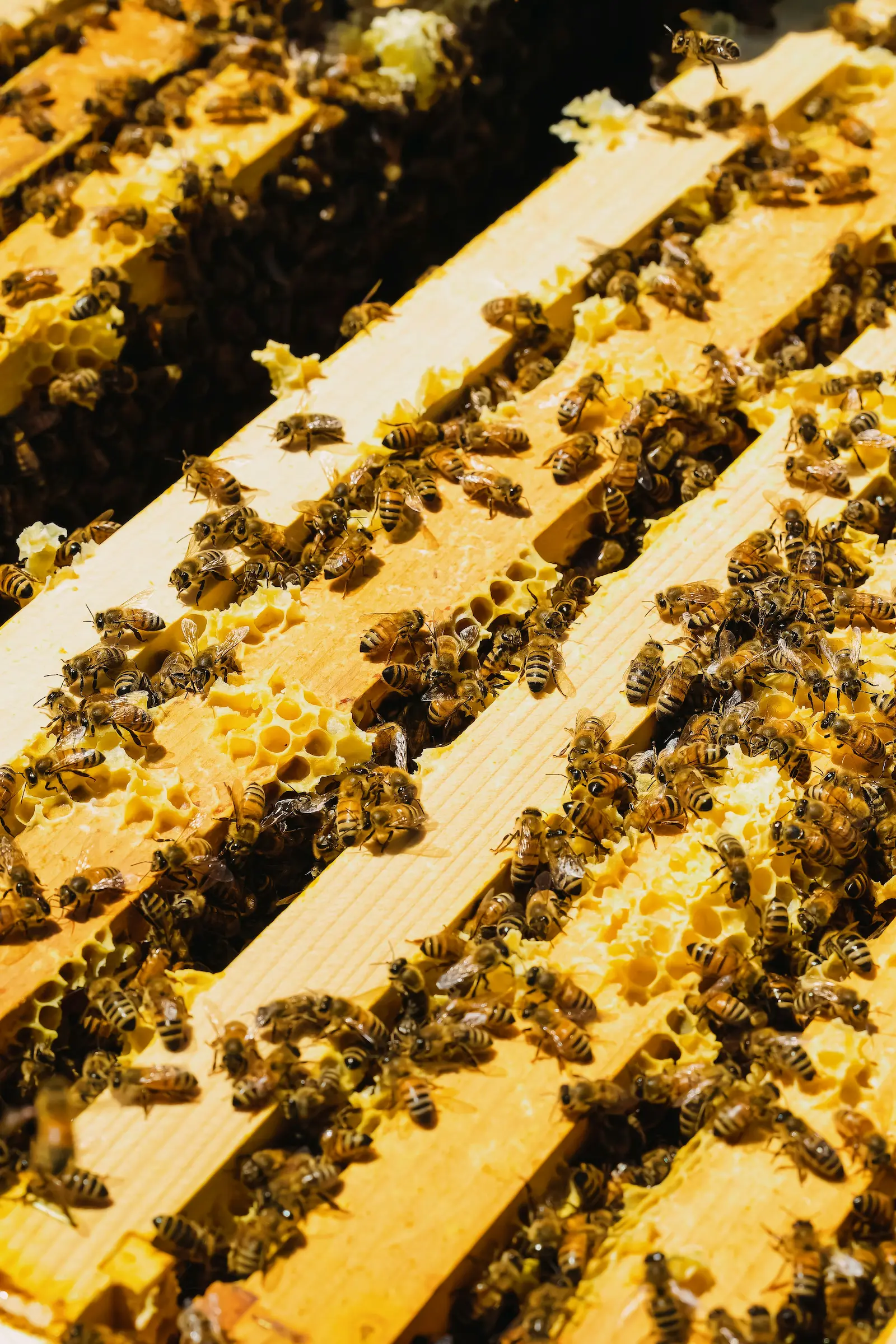 Worker honey bees on brood comb in a busy August hive in the UK