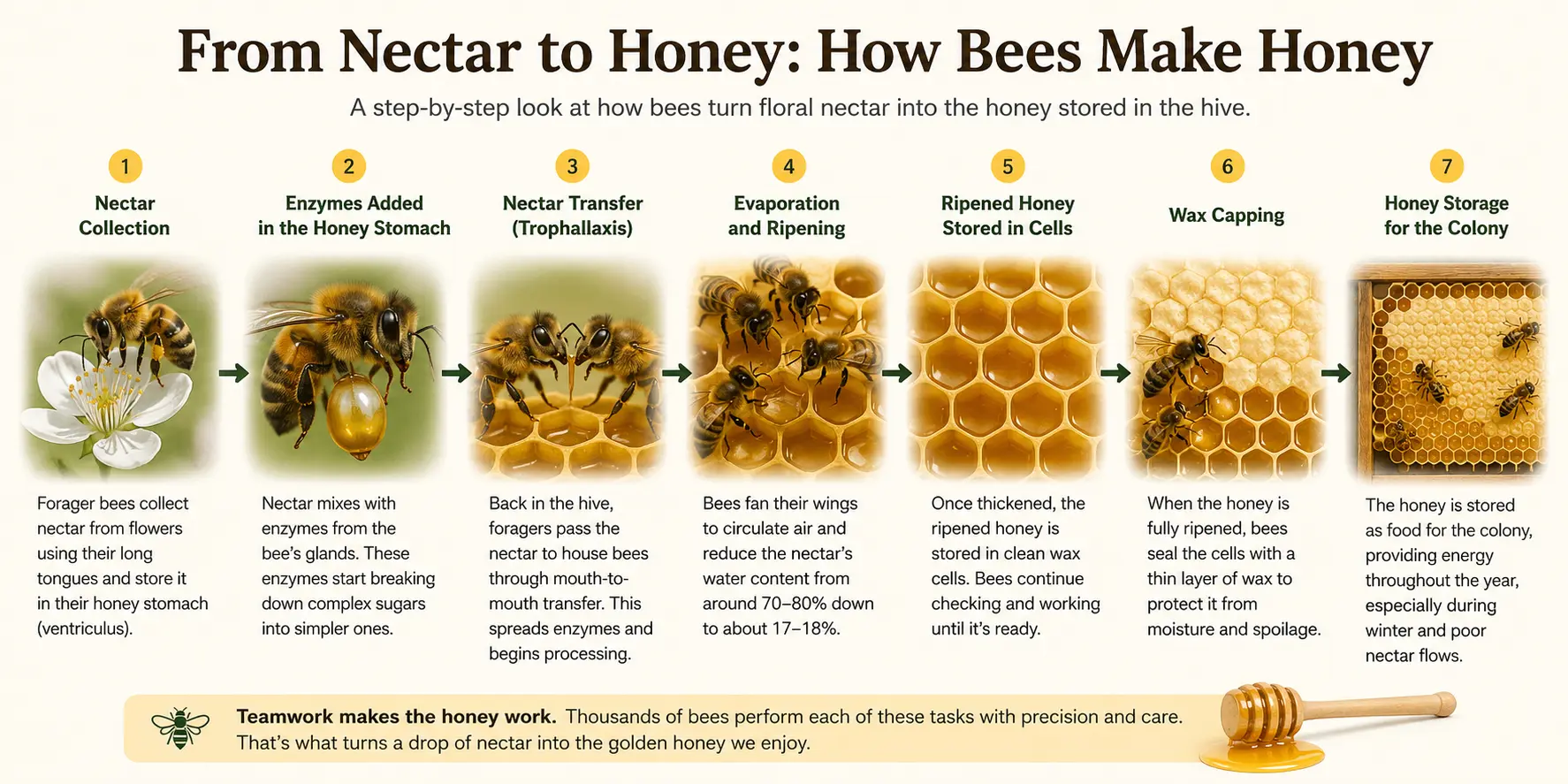 Step-by-step illustration showing how bees collect nectar, add enzymes, transfer nectar, evaporate water and cap ripe honey
