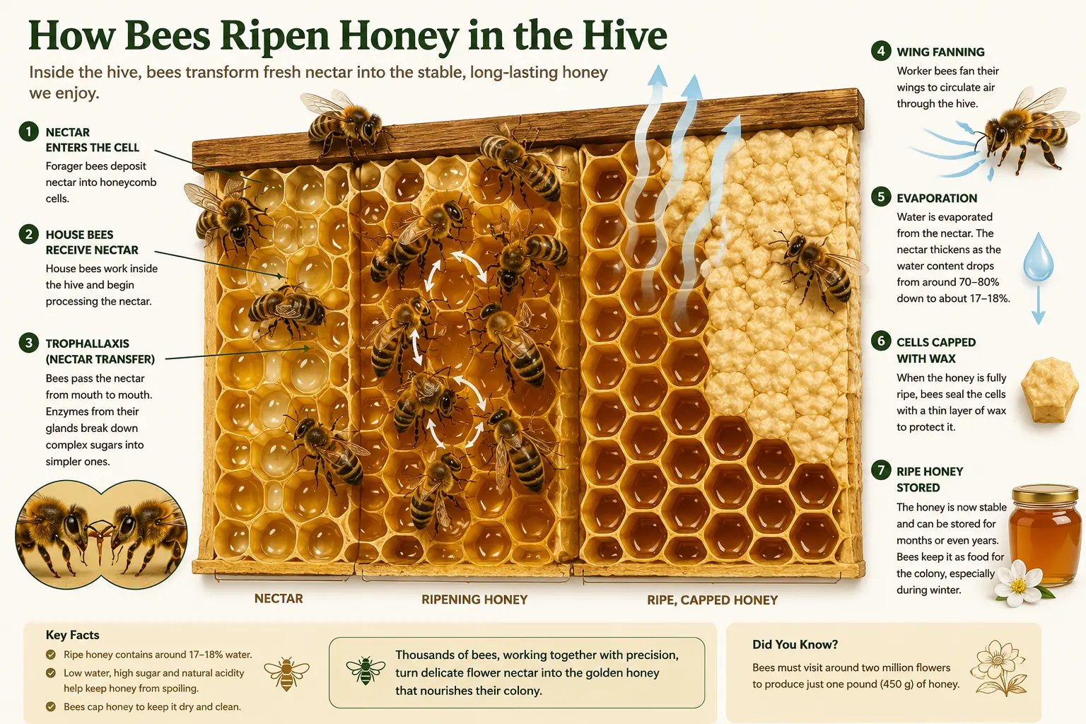 Cutaway illustration showing house bees transferring nectar, fanning the hive, evaporating water and capping ripe honey in honeycomb