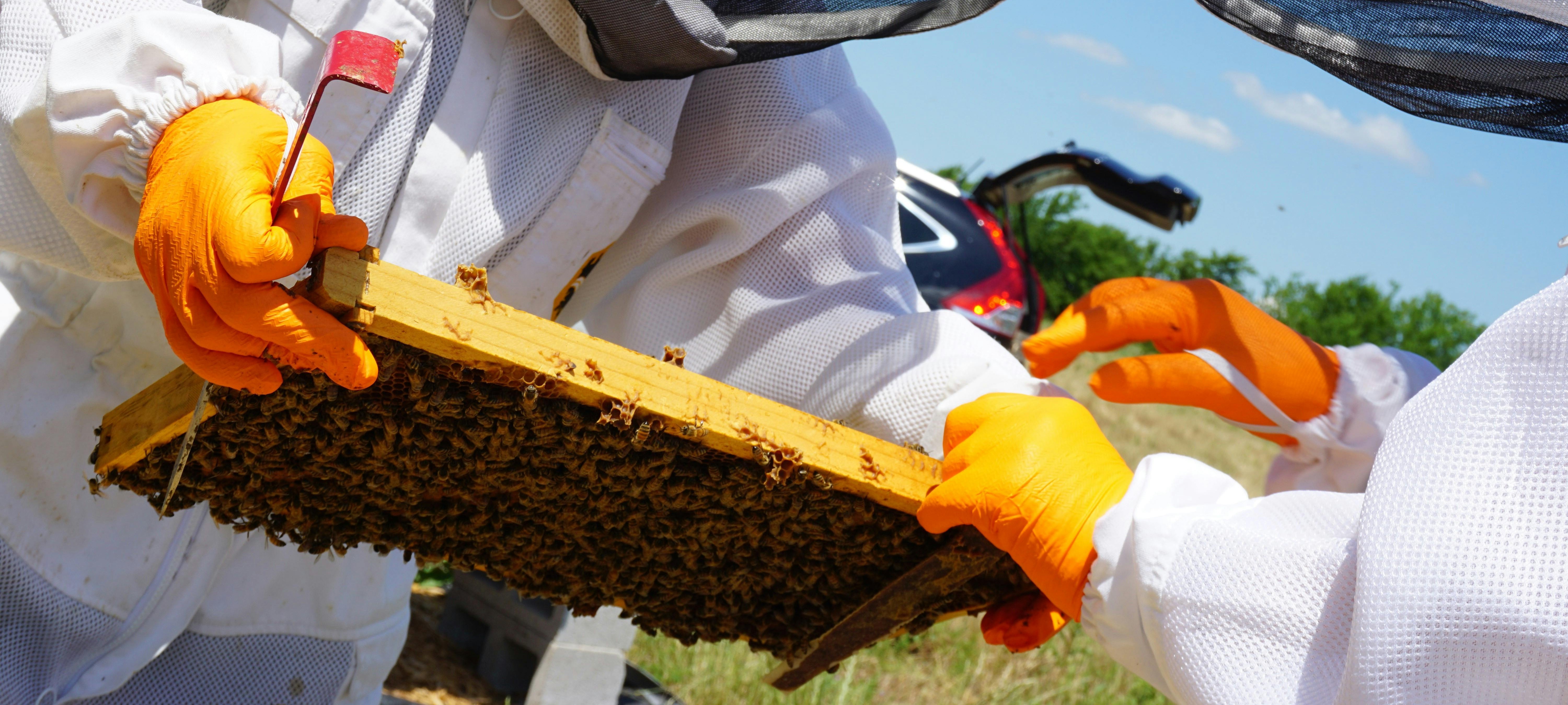 Beekeeping banner showing hive in winter