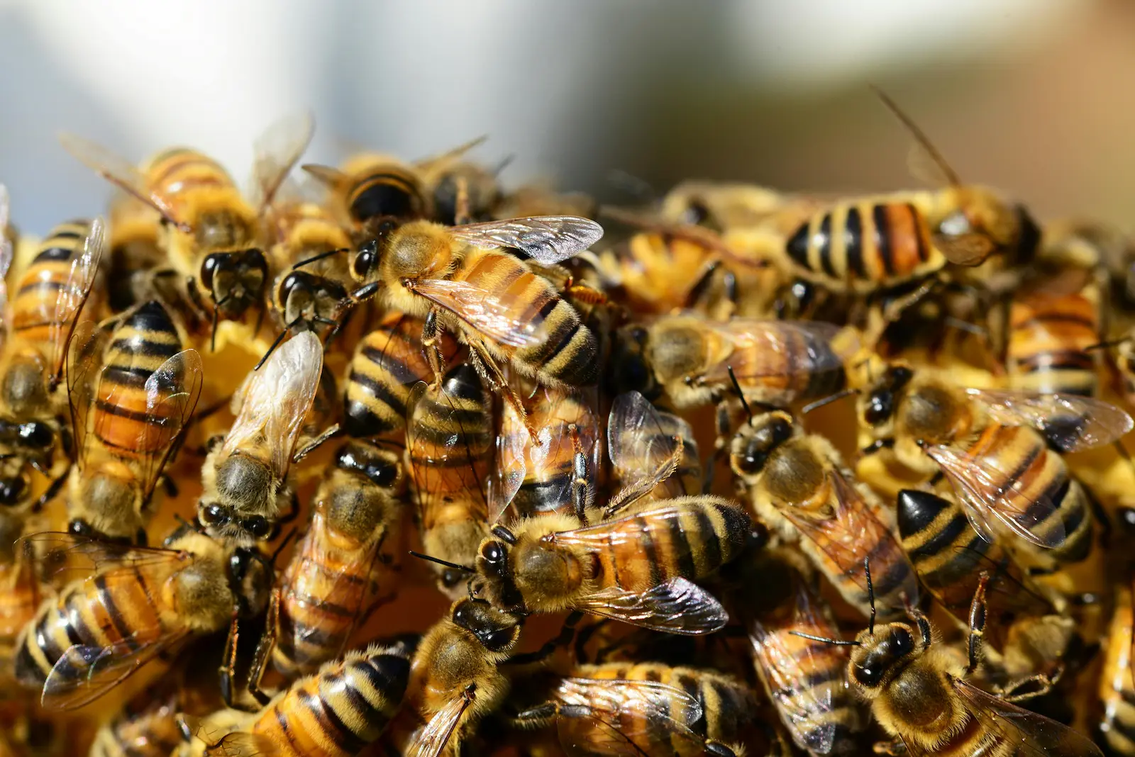 Beekeeper inspecting brood frame to check for queen presence or queen cells