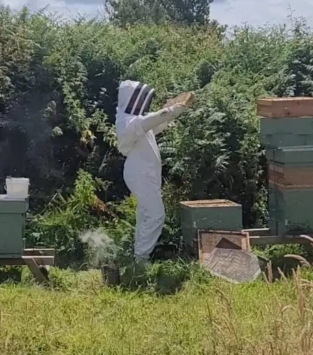 Beekeeper inspecting brood frames for signs of disease and other conditions
