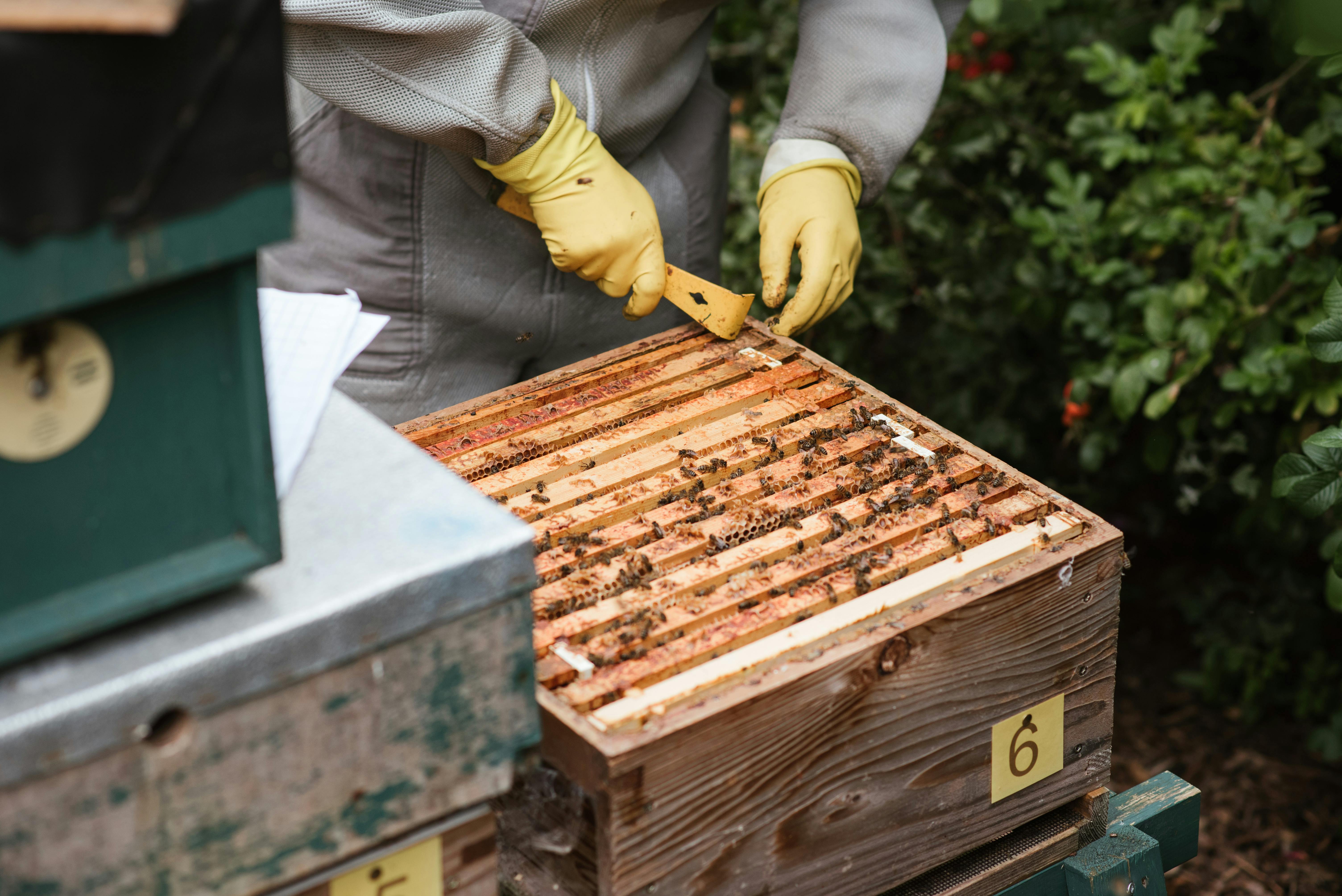 Beekeeper Carrying out an Inspection