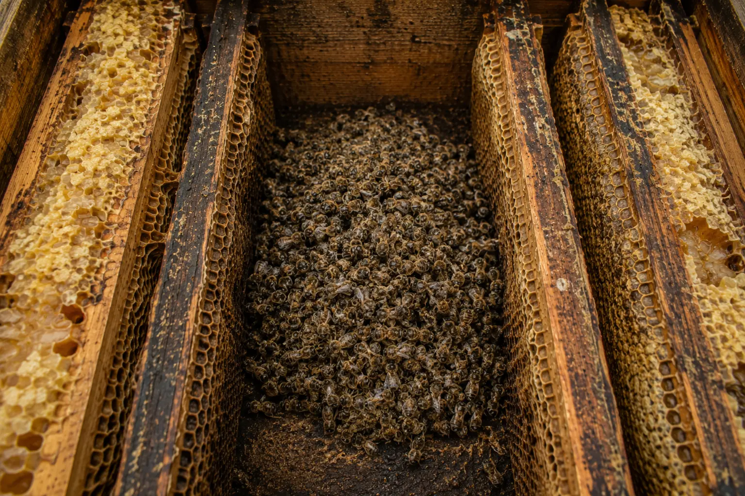 Dead winter bee cluster inside a hive with honey stores nearby