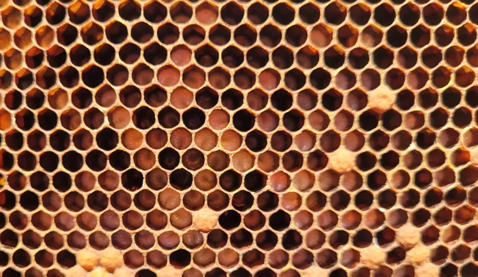 Close-up of young larvae in brood cells (brood stage reference)