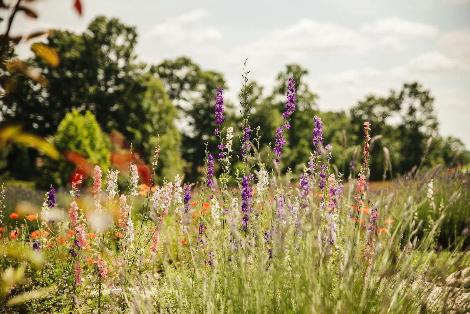 Lavender and other bee friendly flowers in a UK garden border