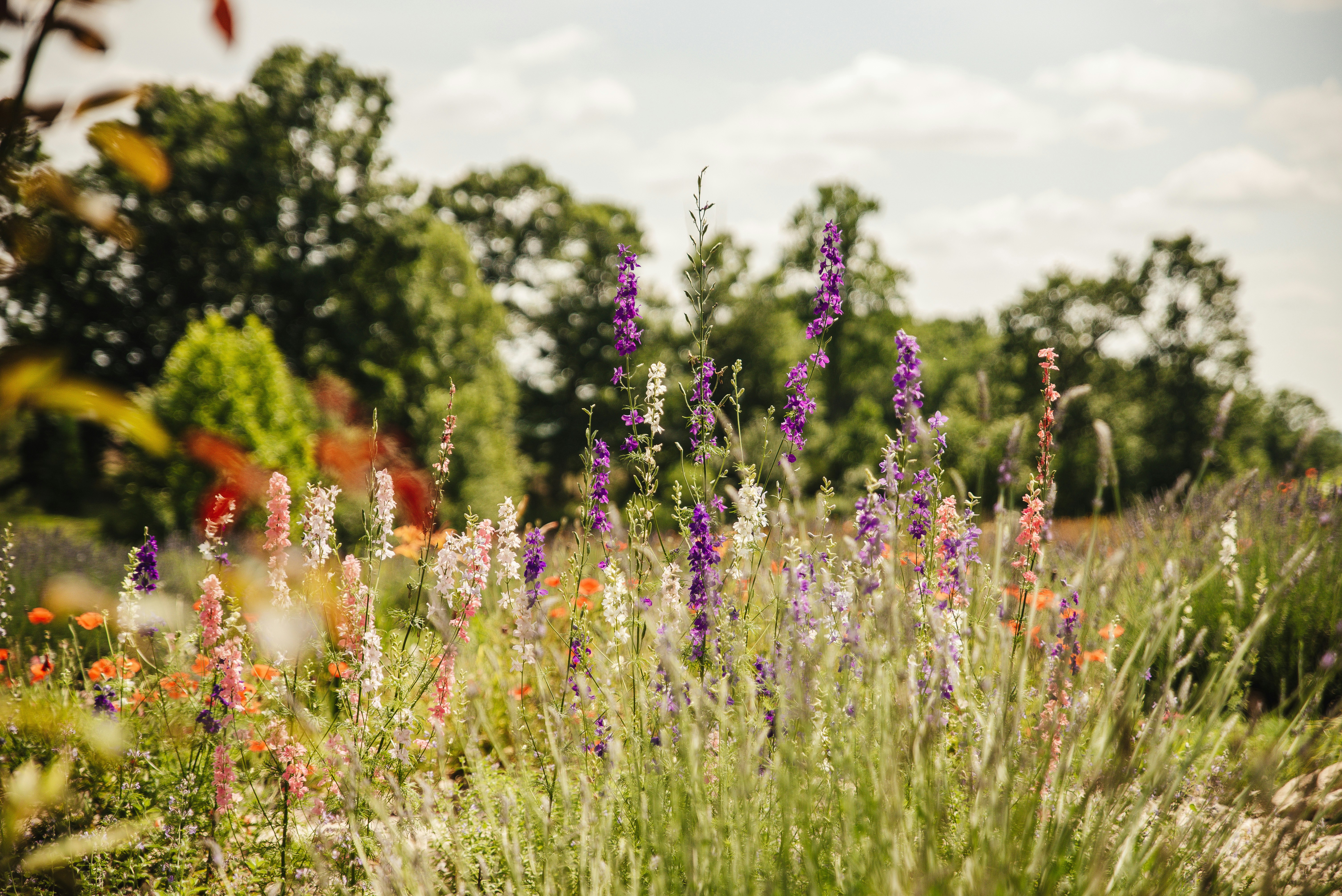 Picture of Lavendar in a Garden