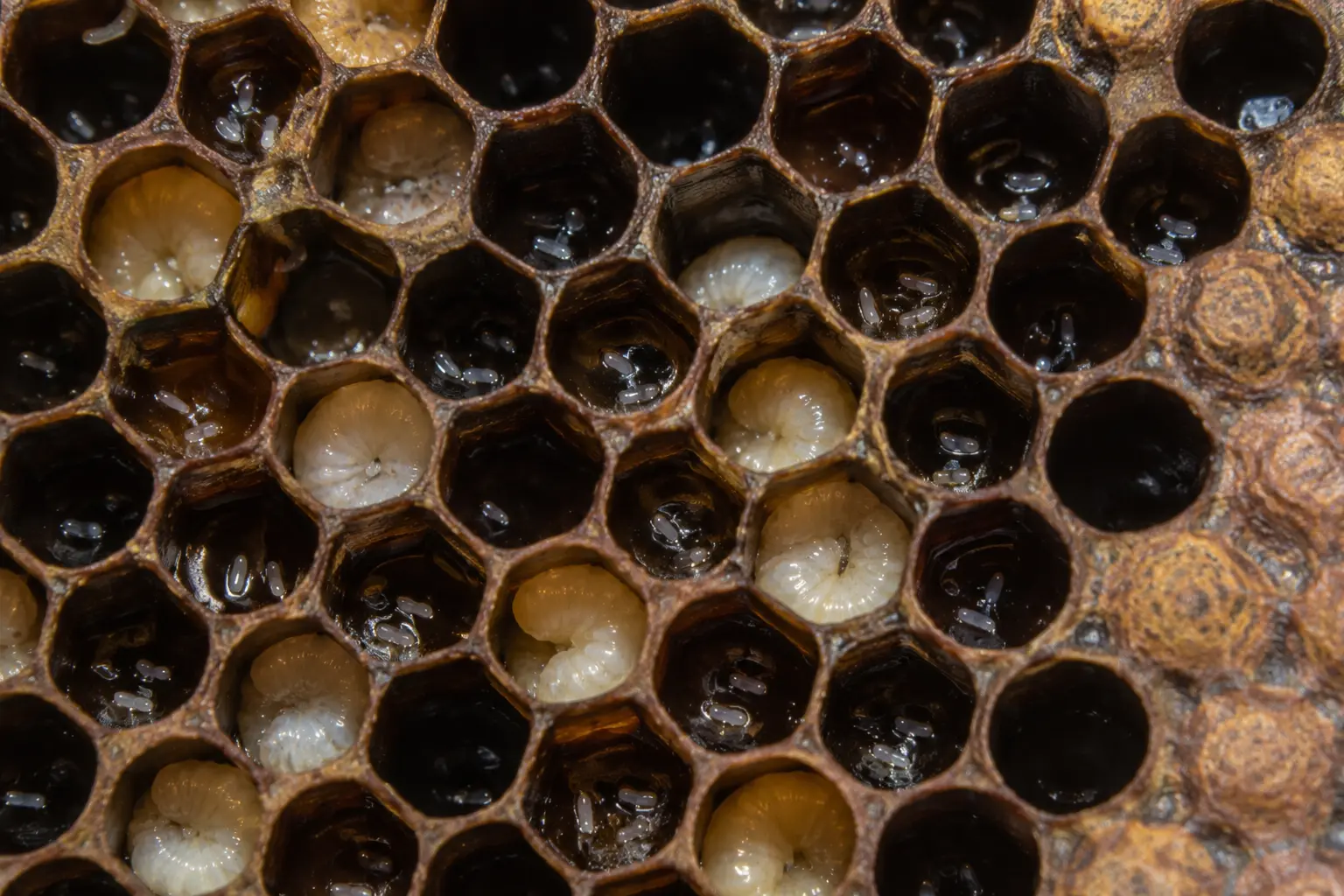 Close-up of brood cells with multiple eggs caused by laying workers in a queenless colony