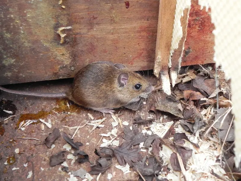 Mouse guard fitted to a beehive entrance to prevent mice entering in winter