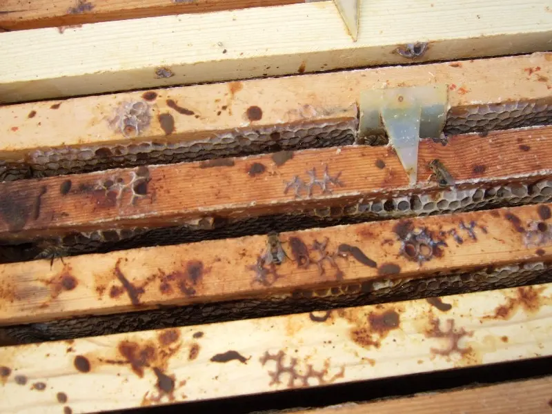 Signs of Nosema in bees showing dysentery streaks on hive