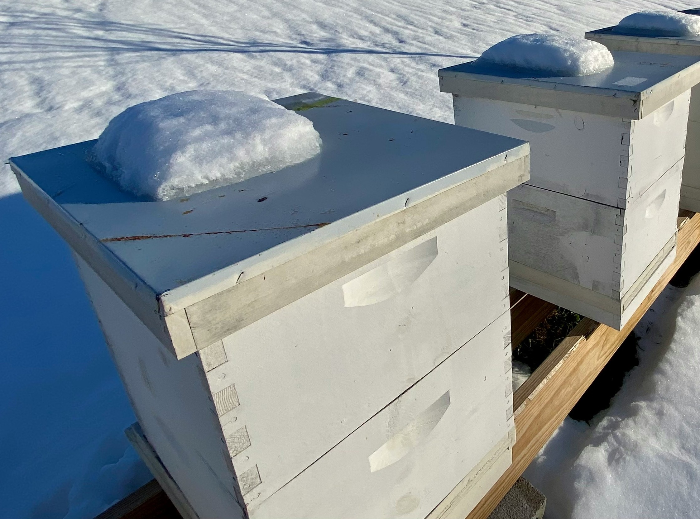 Picture of Beekeeper Covered in Snow