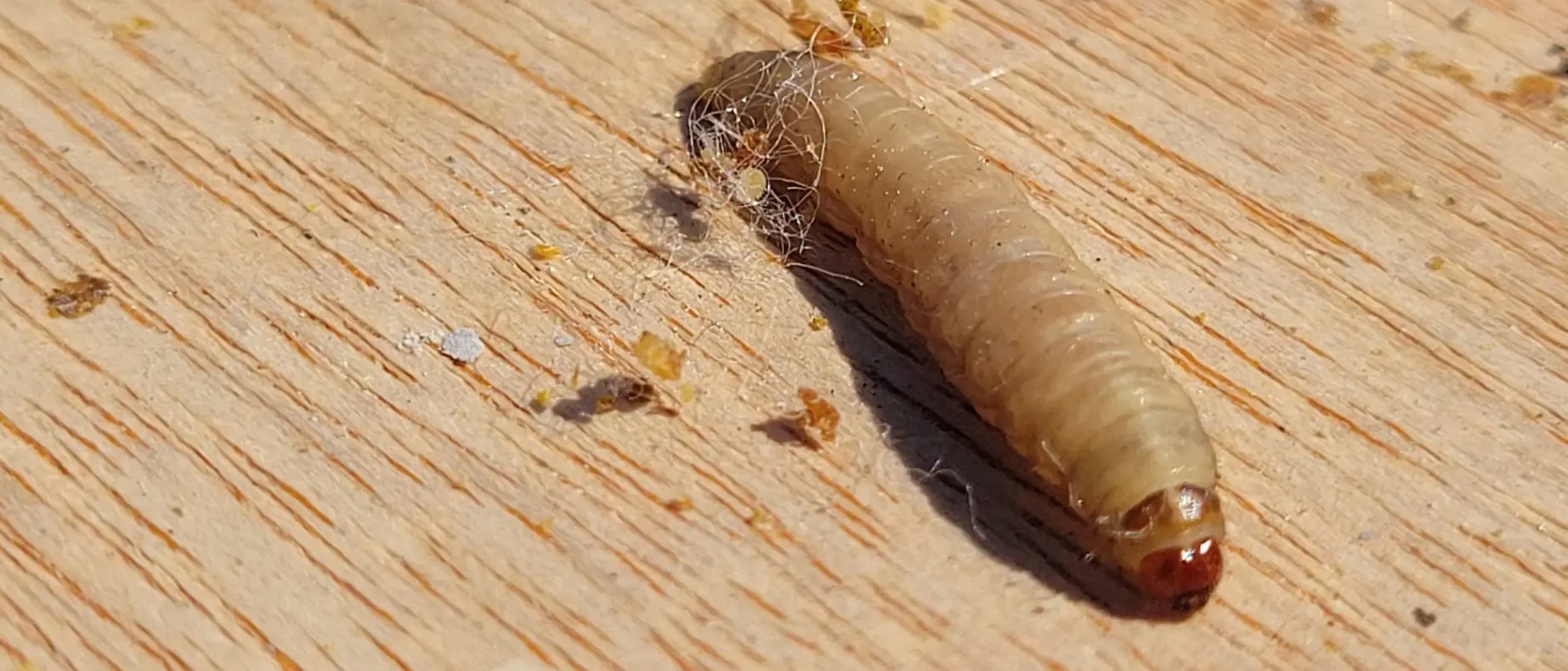 Wax moth larvae and webbing damaging honey bee comb
