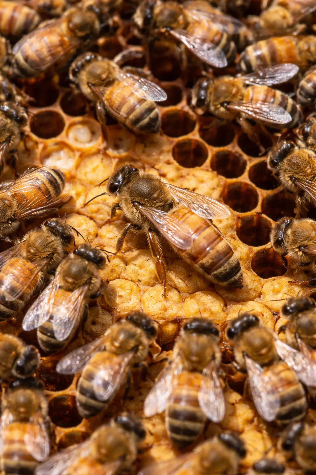 Newly emerged virgin queen walking across brood frame in a beehive