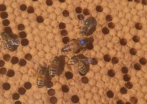 Close-up of capped worker brood (brood stage reference)