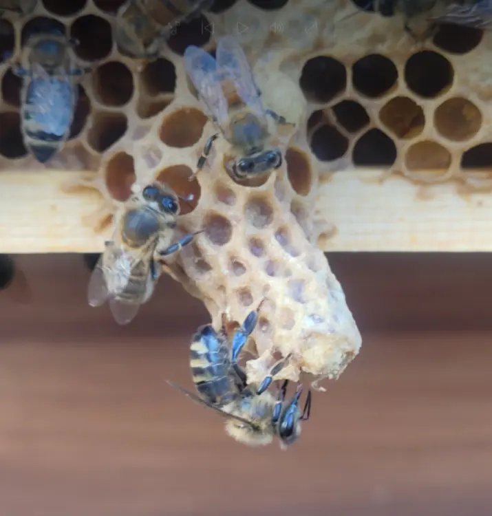 Capped queen cell attached to comb with worker bees nearby