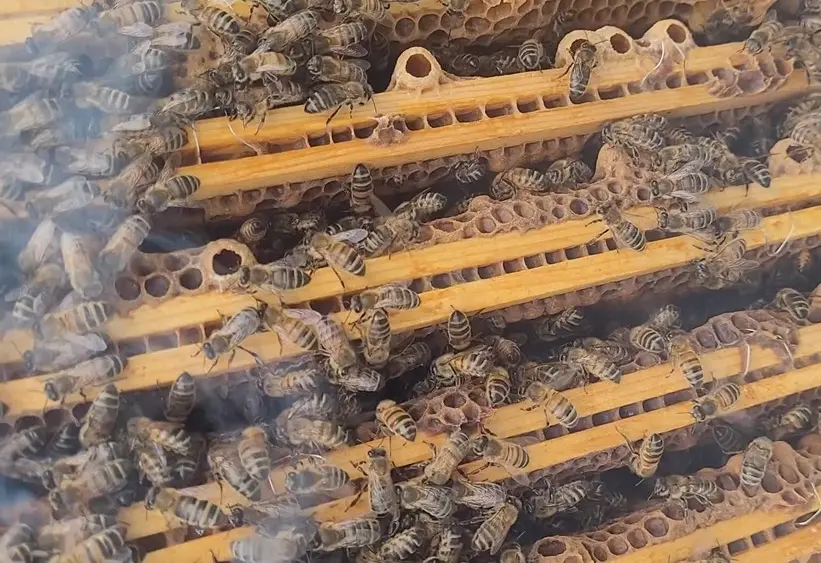Empty queen cups on brood frame in a UK honey bee colony