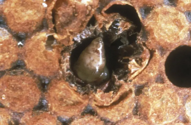 Sacbrood affected honey bee larvae showing fluid-filled sac-like appearance in brood cells