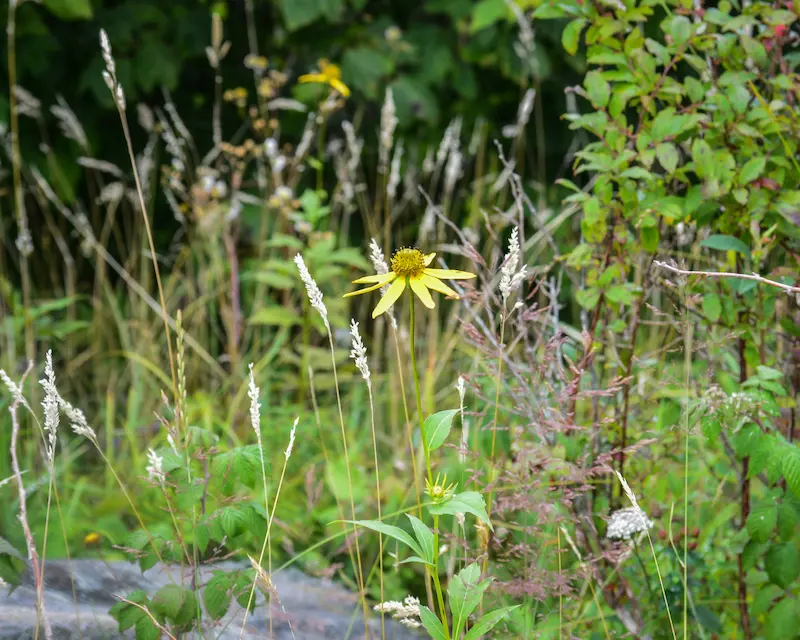 Spring bee friendly planting with wildflowers
