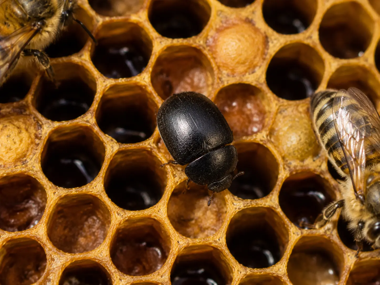 Adult small hive beetle on honey bee comb showing dark oval body