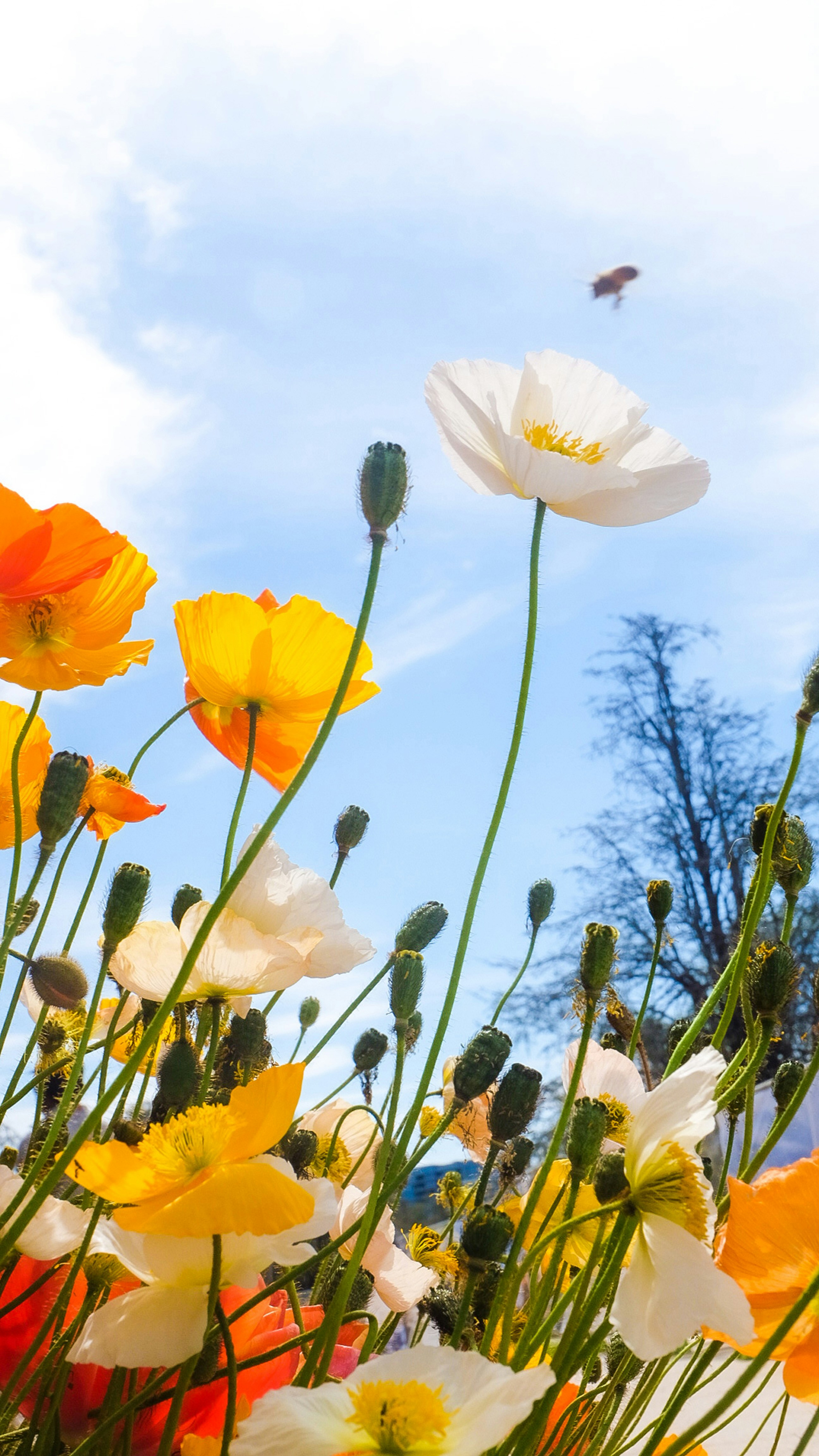 Image of Spring Season