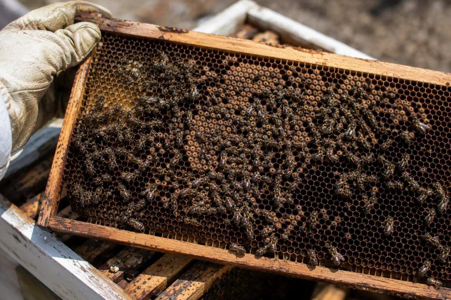 Dead bees on comb with little accessible food suggesting starvation