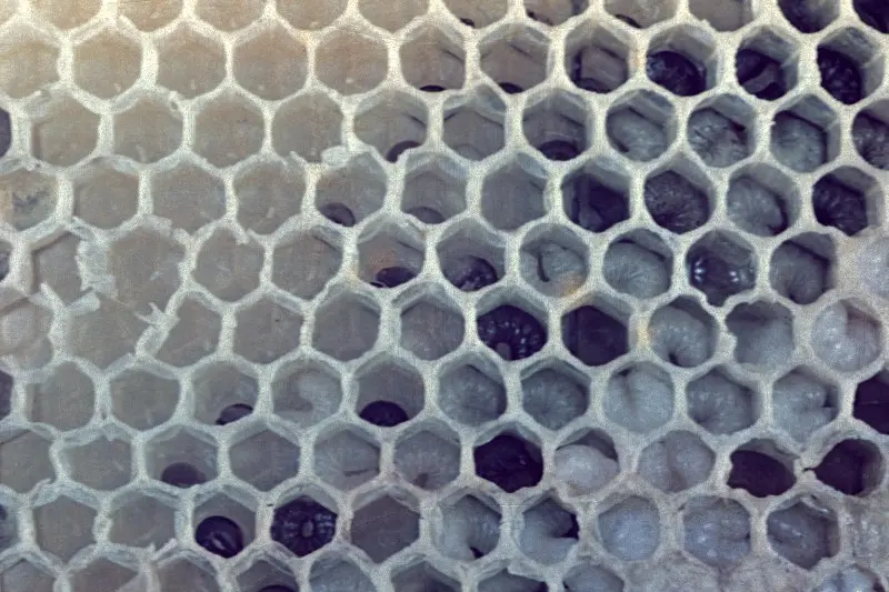 Honey bee brood affected by chilling in cold conditions
