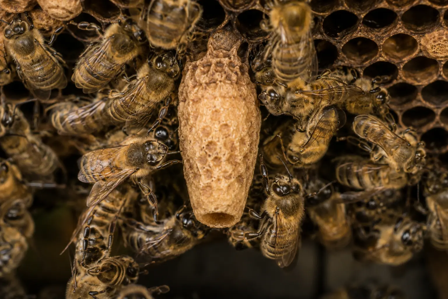 Honey bee supersedure queen cell on the face of a brood comb