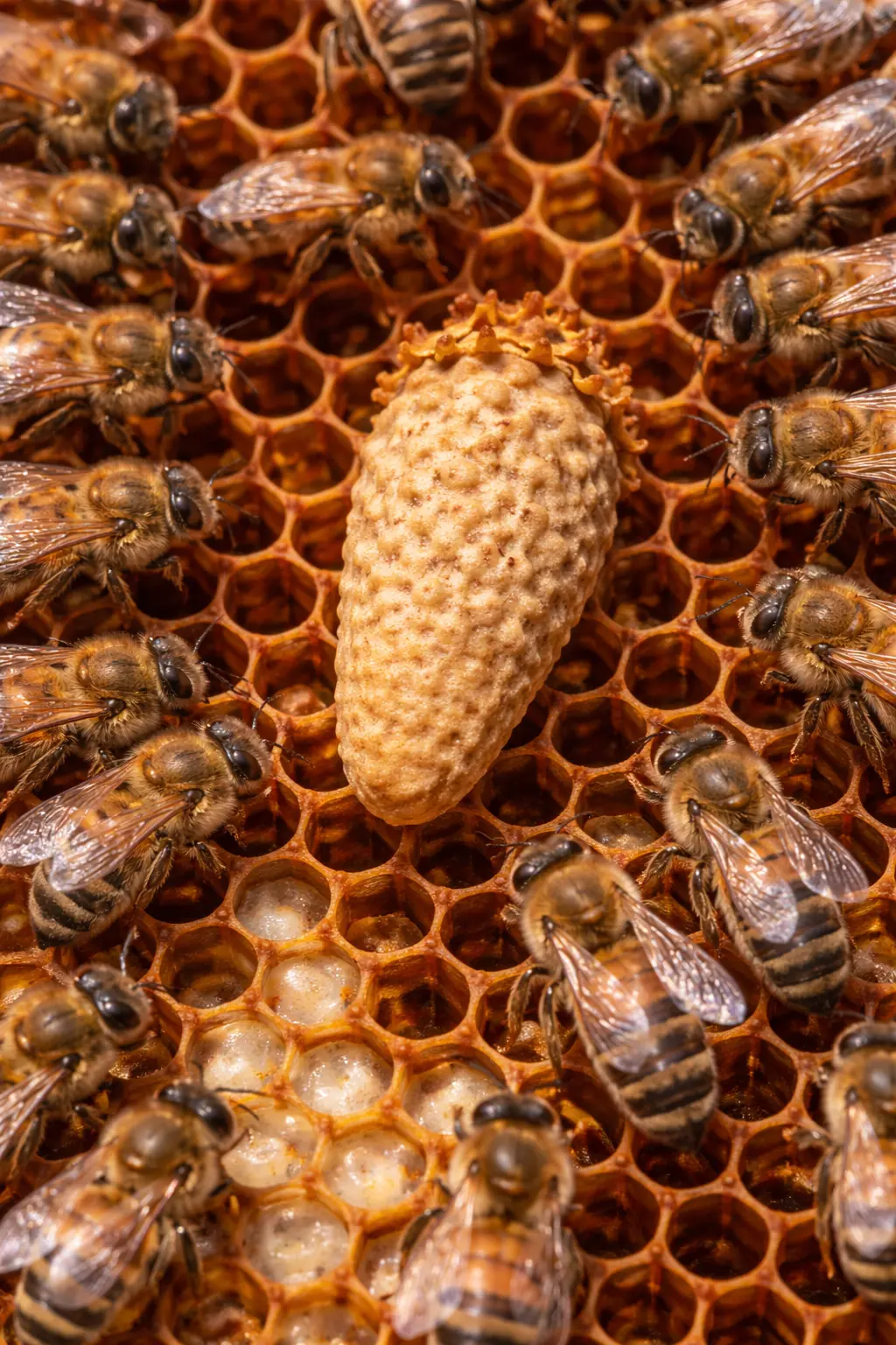 Supersedure queen cell on the face of a brood frame with bees around it