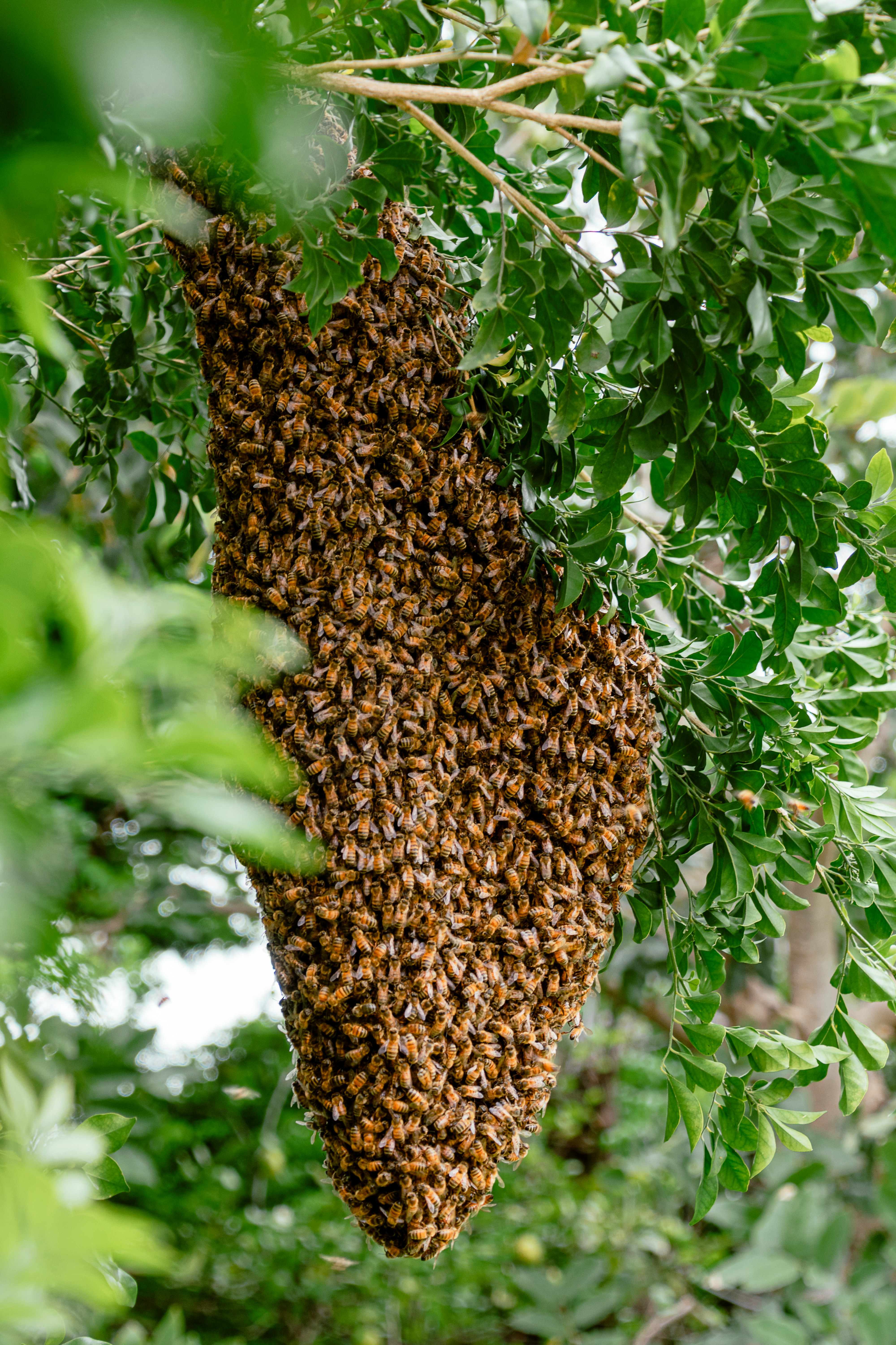 Picture of a Swarm In a Tree
