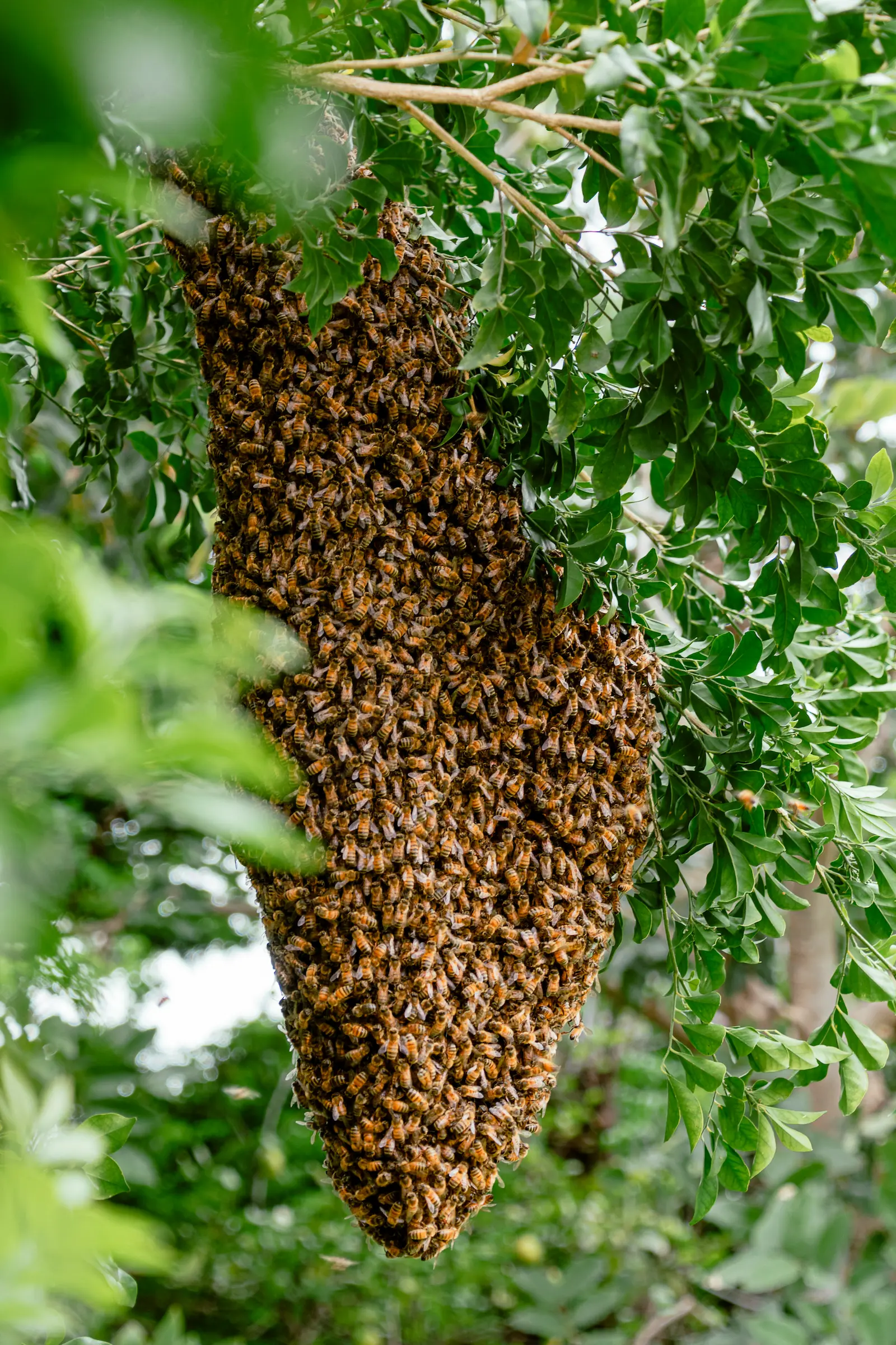 Swarm of honey bees clustered on a branch during spring swarm season UK