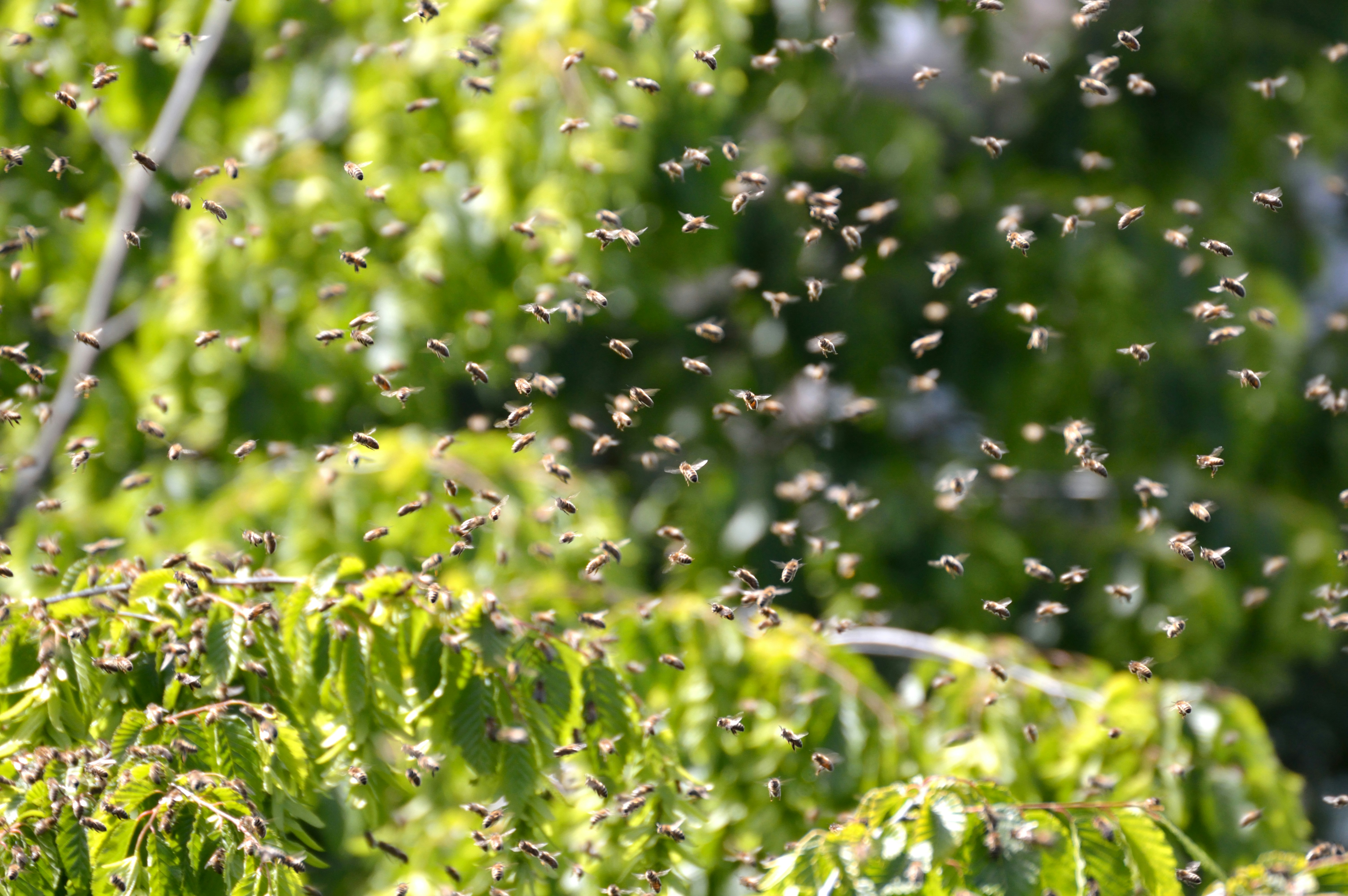 Picture of Honeybees Swarming