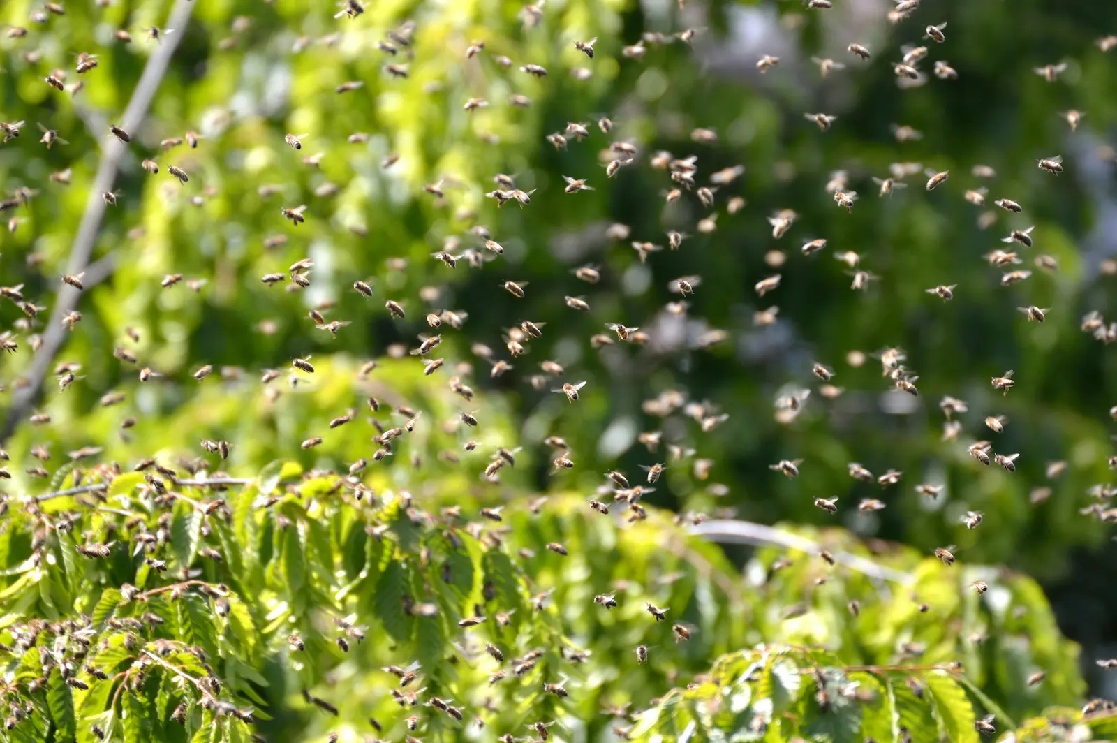 Honeybees clustered together in the UK – supporting pollinators through education and practical action