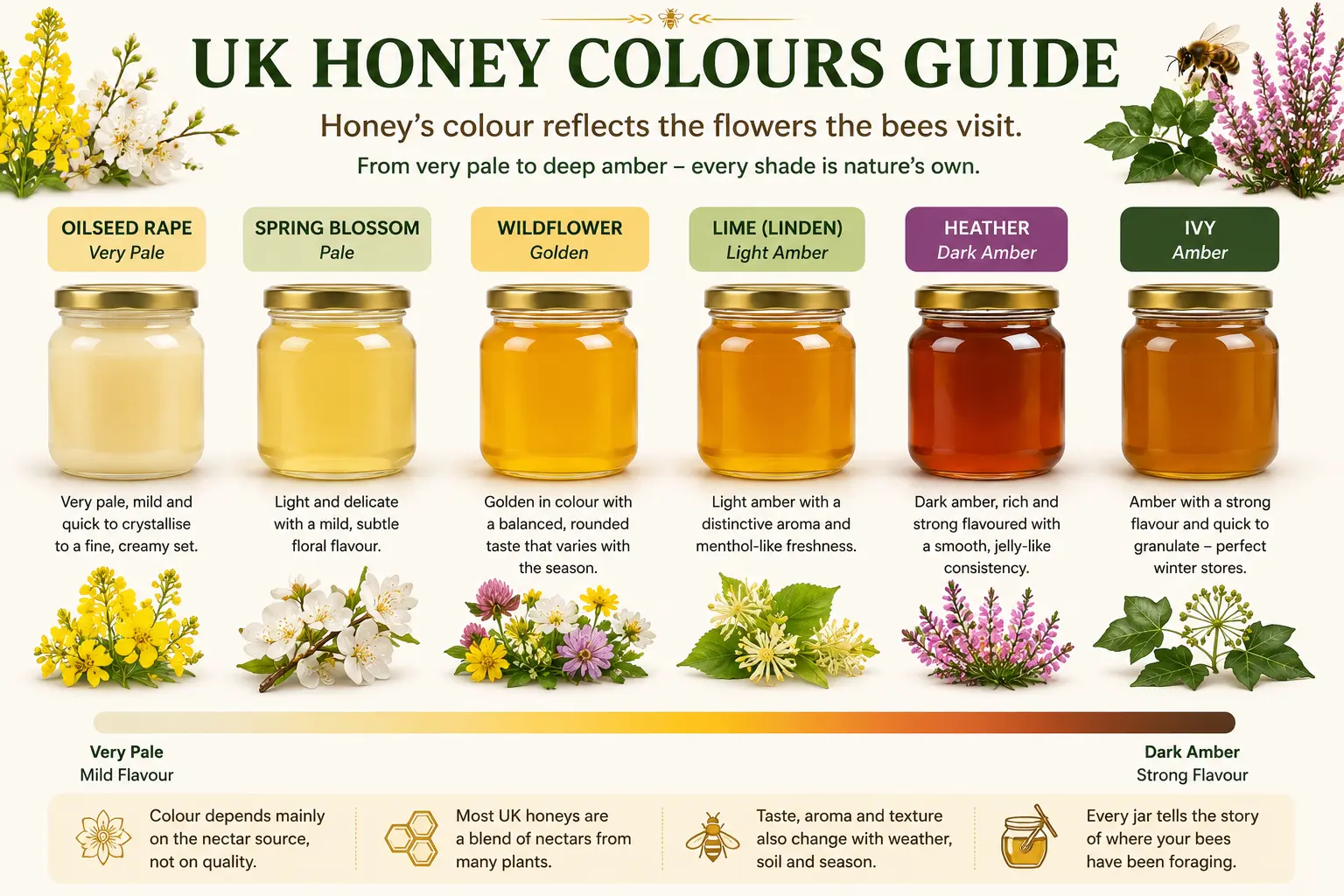 UK honey colour guide comparing oilseed rape, spring blossom, wildflower, lime, heather and ivy honey
