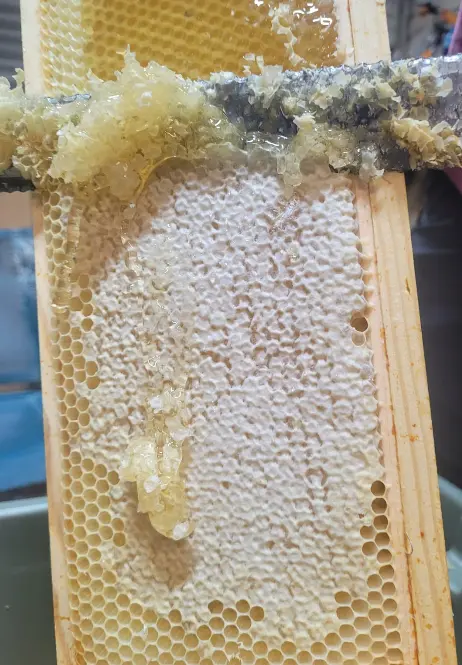 Beekeeping equipment for extracting honey including extractor, uncapping tool, filters and food grade buckets