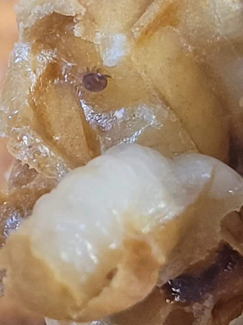 Close-up image of a varroa mite attached to a honeybee