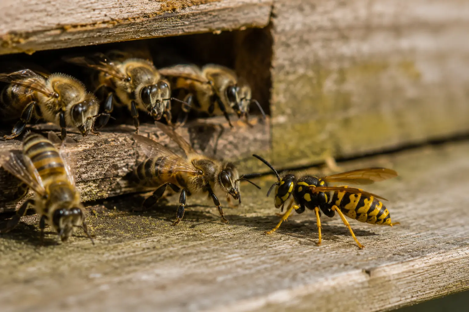 Wasp near a beehive entrance while guard bees defend the colony