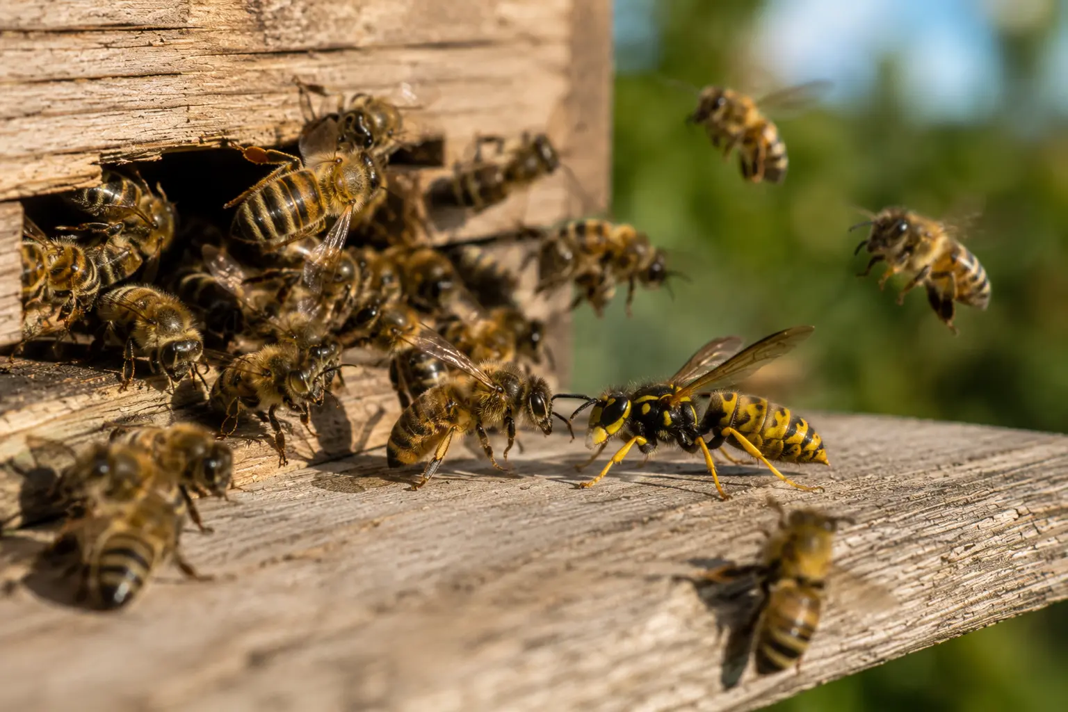 Wasp attacking a beehive entrance while honey bees defend the colony