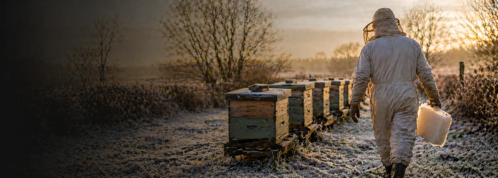 Beekeeper carrying fondant to winter beehives in a frosty apiary