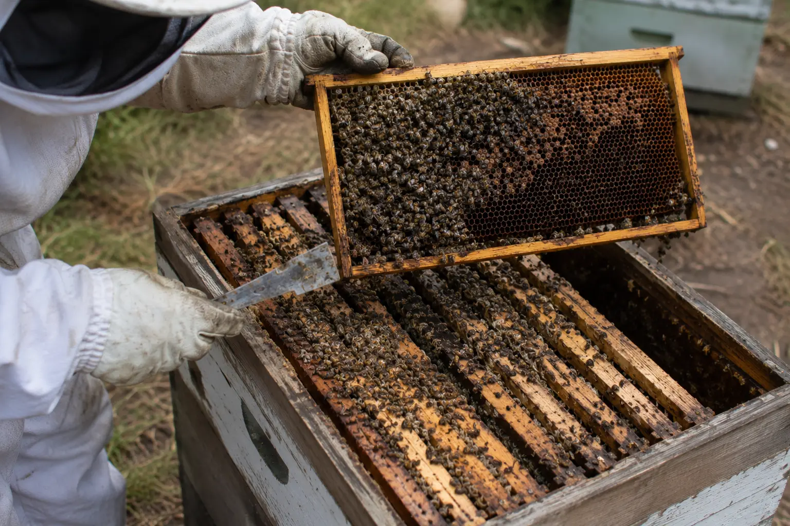 Beekeeper inspecting a dead honey bee colony during hive loss investigation